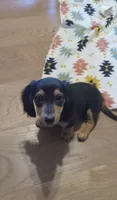 Red, a male Miniature Dachshund for sale in Steele, AL – 2 of 8