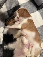 Wilson, a male Cavalier King Charles Spaniel for sale in Hastings, MN – Photo 9 of 10