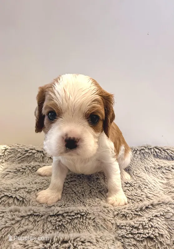 Wilson – Cavalier King Charles Spaniel puppy for sale in Hastings, MN