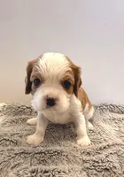 Wilson, a male Cavalier King Charles Spaniel for sale in Hastings, MN – Photo 1 of 10