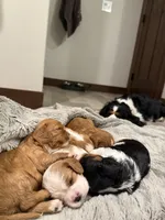 Wilson, a male Cavalier King Charles Spaniel for sale in Hastings, MN – Photo 8 of 10