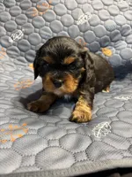 Wilson, a male Cavalier King Charles Spaniel for sale in Hastings, MN – Photo 10 of 10