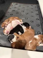 Wilson, a male Cavalier King Charles Spaniel for sale in Hastings, MN – Photo 5 of 10