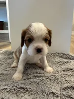 Wilson, a male Cavalier King Charles Spaniel for sale in Hastings, MN – Photo 4 of 10