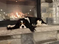 Wilson, a male Cavalier King Charles Spaniel for sale in Hastings, MN – Photo 7 of 10