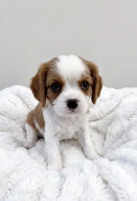 Wilson – Cavalier King Charles Spaniel puppy for sale in Hastings, MN