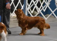 Santi, a male Cavalier King Charles Spaniel for sale in Hastings, MN – Photo 3 of 7