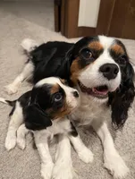 Santi, a male Cavalier King Charles Spaniel for sale in Hastings, MN – Photo 6 of 7