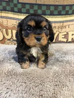 Santi, a male Cavalier King Charles Spaniel for sale in Hastings, MN – Photo 7 of 7