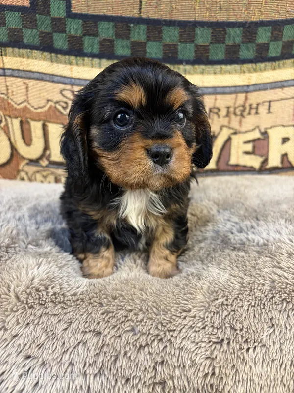Santi, a male Cavalier King Charles Spaniel for sale in Hastings, MN – Photo 1 of 7