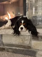 Santi, a male Cavalier King Charles Spaniel for sale in Hastings, MN – Photo 4 of 7