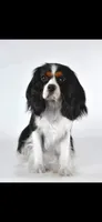 Santi, a male Cavalier King Charles Spaniel for sale in Hastings, MN – Photo 2 of 7