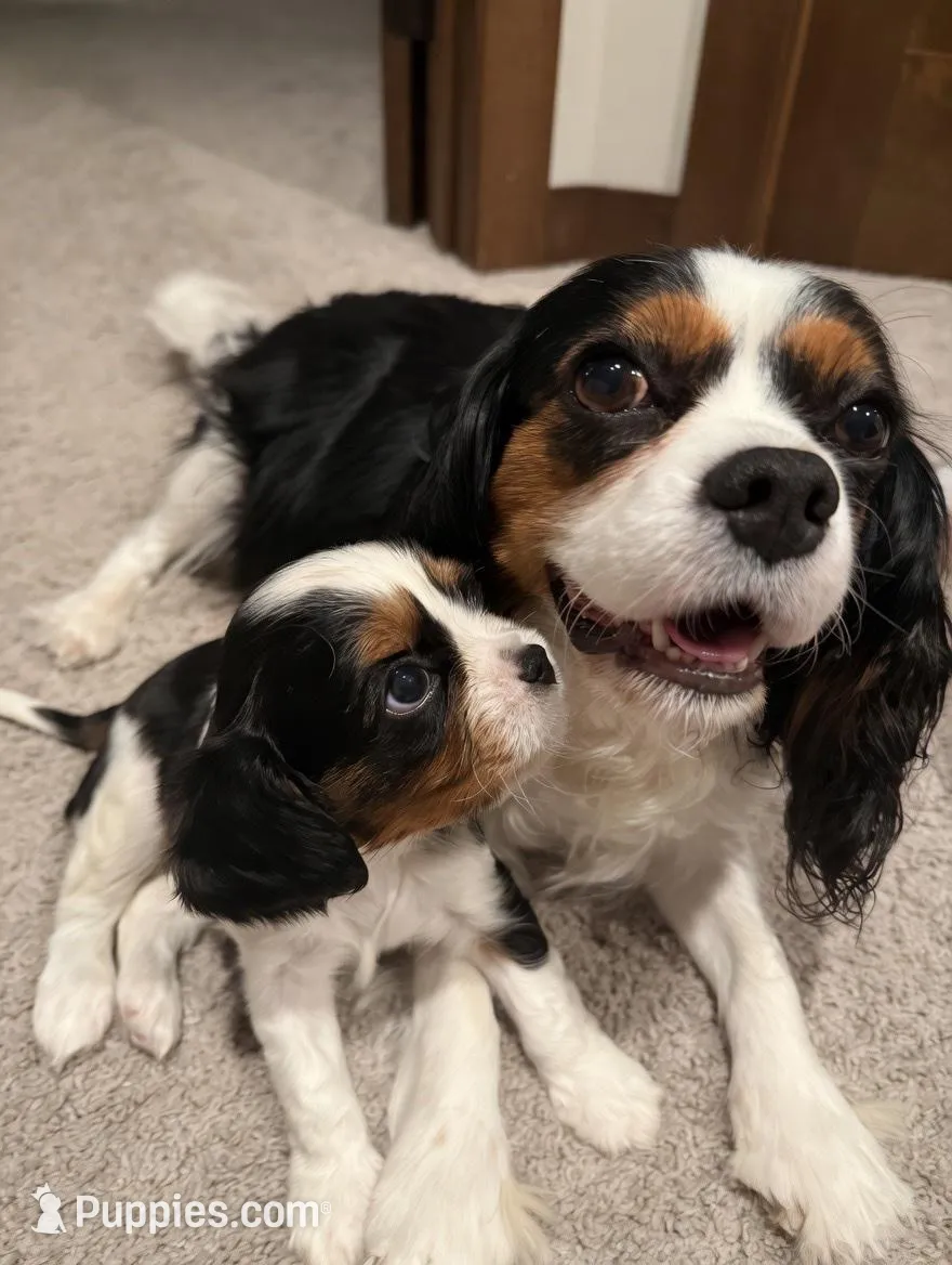 Wilson, a male Cavalier King Charles Spaniel for sale in Hastings, MN – Photo 6 of 10
