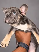 Leo, a male French Bulldog for sale in Kenosha, WI – 3 of 3