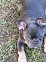 Leo, a male French Bulldog for sale in Kenosha, WI – 2 of 3