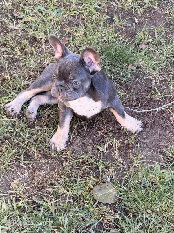 Leo, a male French Bulldog for sale in Kenosha, WI – 1 of 3