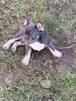 Leo, a male French Bulldog for sale in Kenosha, WI – 1 of 3