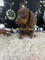 Roco, a male Miniature Dachshund for sale in Los Angeles, CA – 3 of 3