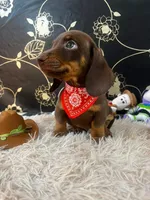 Roco, a male Miniature Dachshund for sale in Los Angeles, CA – 2 of 3