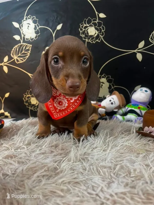 Roco – Miniature Dachshund puppy for sale in Los Angeles, CA