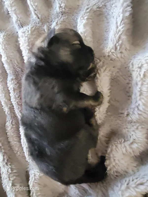 Anubis – Pomeranian, Pomchi puppy for sale in Phoenix, AZ