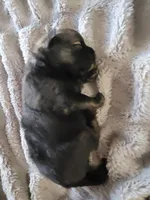Anubis, a male Pomeranian and Pomchi for sale in Phoenix, AZ – 1 of 3