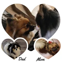 Anubis, a male Pomeranian and Pomchi for sale in Phoenix, AZ – 2 of 3
