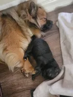 Anubis, a male Pomeranian and Pomchi for sale in Phoenix, AZ – 3 of 3