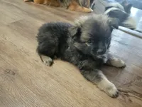 Anubis, a male Pomeranian for sale in Phoenix, AZ – 4 of 4