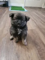 Anubis, a male Chihuahua and Pomeranian for sale in Phoenix, AZ – 2 of 5