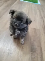 Anubis, a male Pomeranian for sale in Phoenix, AZ – 1 of 4