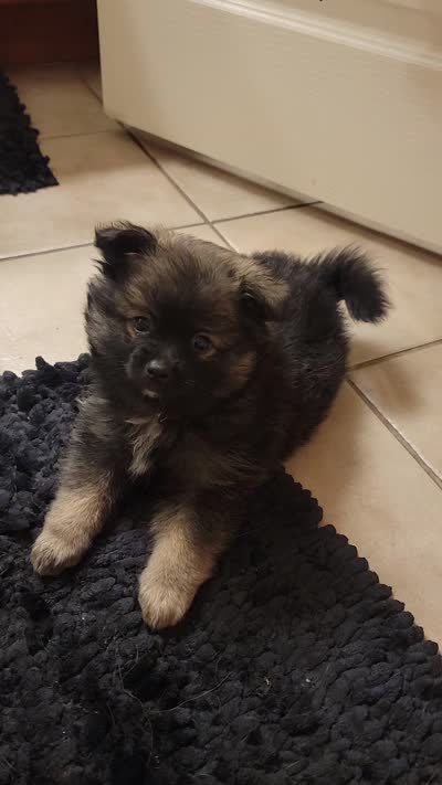 Anubis, a male Chihuahua and Pomeranian for sale in Phoenix, AZ – 3 of 5