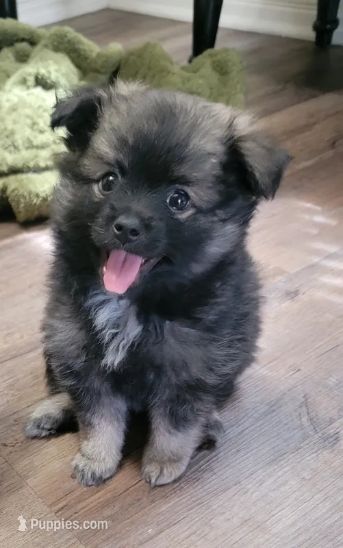 Noob – Pomeranian puppy for sale in Phoenix, AZ