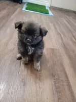 Anubis , a male Pomeranian and Pomchi for sale in Phoenix, AZ – 5 of 5