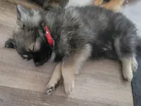 Anubis , a male Pomeranian and Pomchi for sale in Phoenix, AZ – 1 of 5