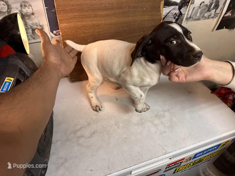 Little Bit – German Shorthaired Pointer puppy for sale in Merced, CA