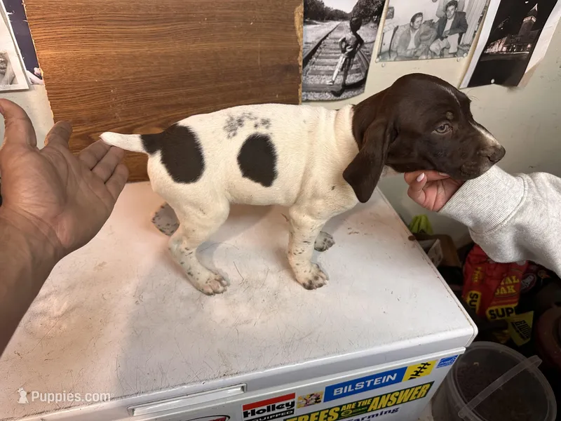 Lefty – German Shorthaired Pointer puppy for sale in Merced, CA
