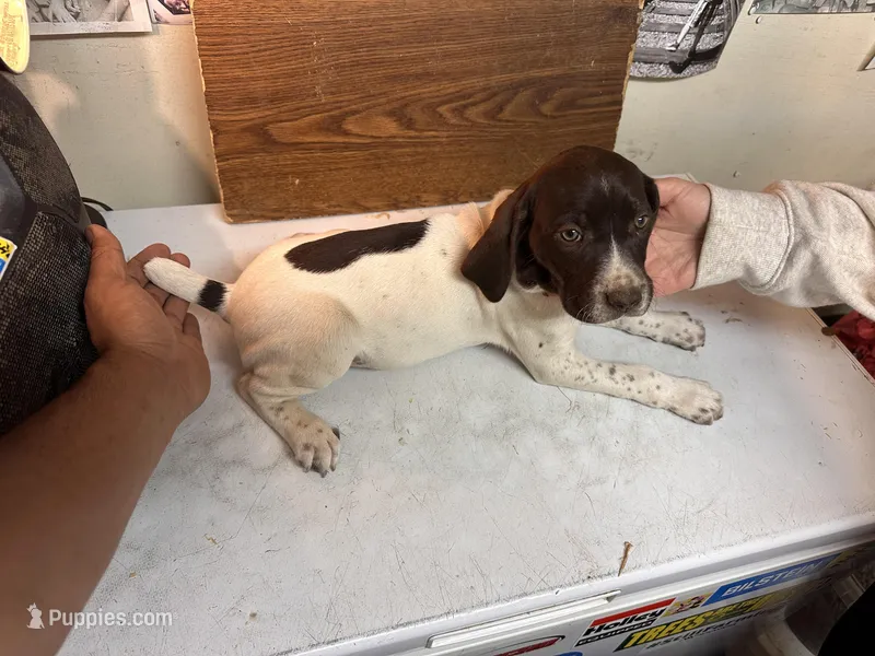 Misty – German Shorthaired Pointer puppy for sale in Merced, CA
