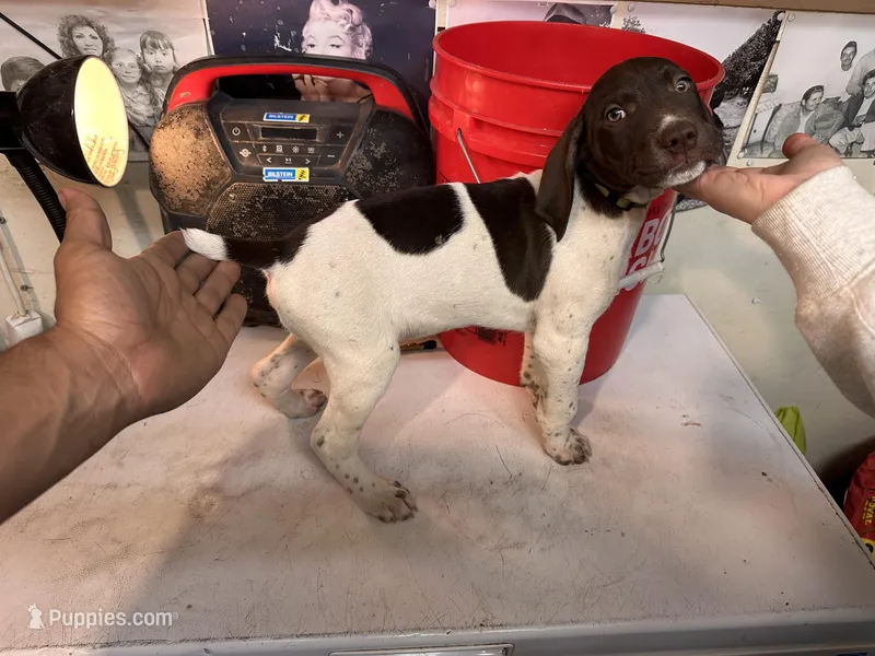 Patrick – German Shorthaired Pointer puppy for sale in Merced, CA