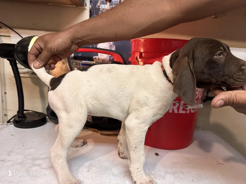 Rusty – German Shorthaired Pointer puppy for sale in Merced, CA