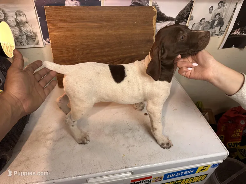 Big Bubba  – German Shorthaired Pointer puppy for sale in Merced, CA