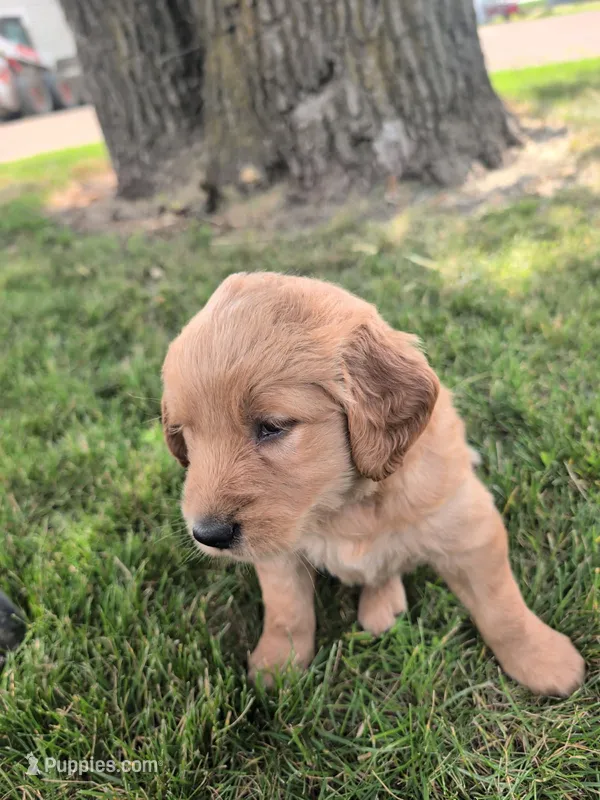 Spot Boy – Golden Retriever puppy for sale in Belgrade, MN