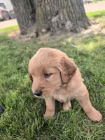 Spot Boy, a male Golden Retriever for sale in Belgrade, MN – 1 of 1