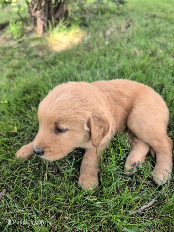  Black Boy – Golden Retriever puppy for sale in Belgrade, MN