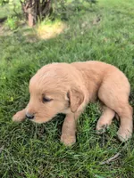  Black Boy, a male Golden Retriever for sale in Belgrade, MN – 1 of 1