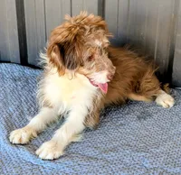 Johnny, a male Miniature Aussiedoodle for sale in Gilbert, AZ – 5 of 7