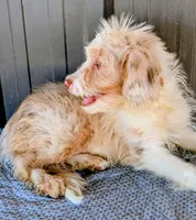 Jimmy, a male Miniature Aussiedoodle for sale in Gilbert, AZ – 7 of 7