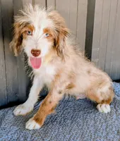 Jesse, a male Miniature Aussiedoodle for sale in Gilbert, AZ – 3 of 5