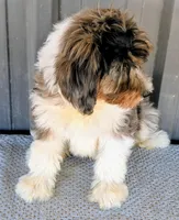 Timmy, a male Bernedoodle for sale in Gilbert, AZ – Photo 4 of 5