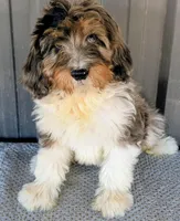 Timmy, a male Bernedoodle for sale in Gilbert, AZ – Photo 1 of 5
